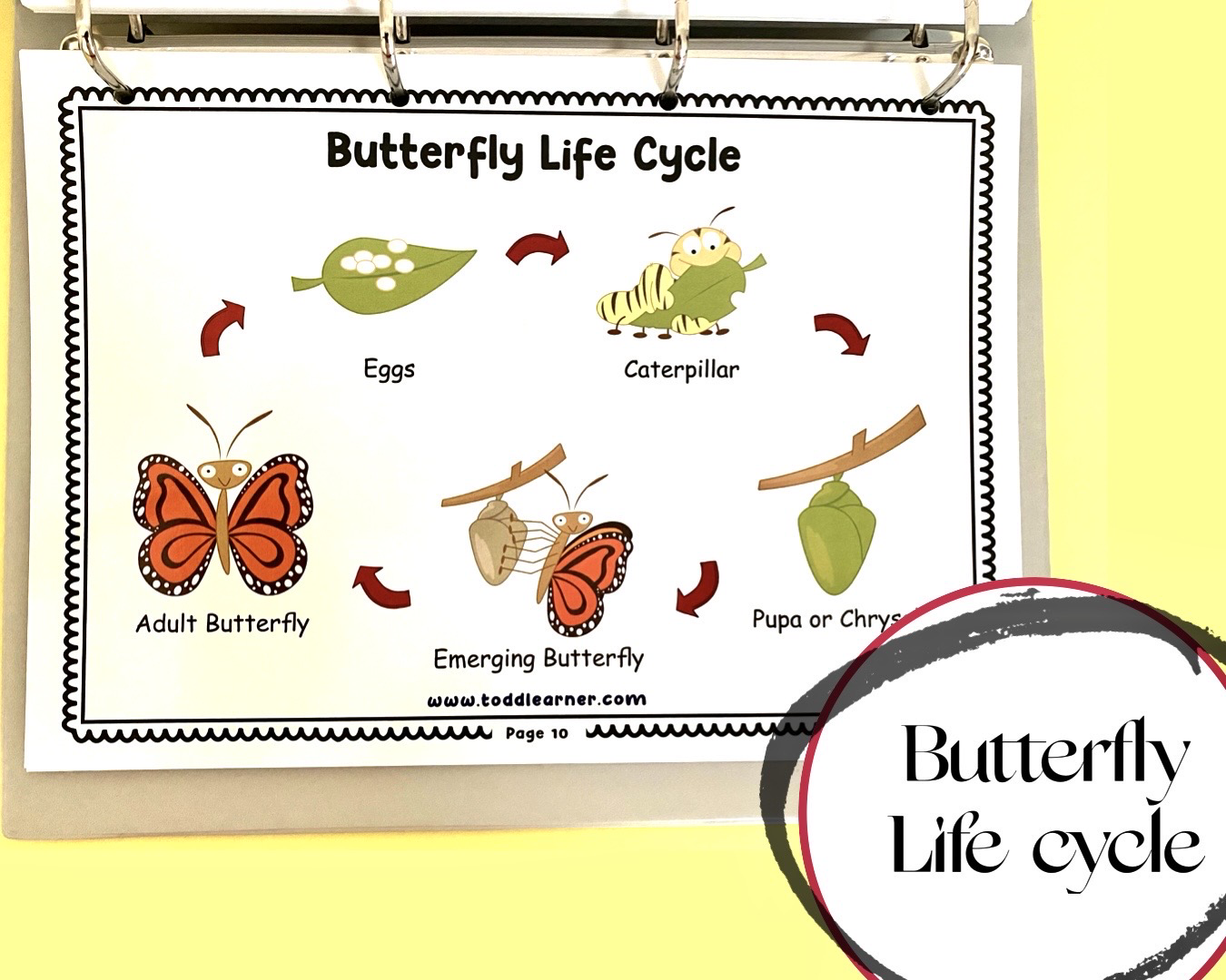 Deals @199 - Add on learning Binder (Laminated Version)